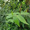 Sichtschutzhecke Lonicera henryi - Immergrünes Geißblatt Produktbild-Vorschau 4