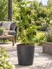 Schwarze Johannisbeere ‘Titania’ 30–35 cm – Ribes nigrum, Produktbild-Vorschau 1