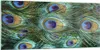 Bilder auf glas - Einteilig - Pfauen Feder Makro - 120x50cm Produktbild-Vorschau 1