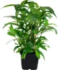 Mutterpflanze Aquariumpflanze Hygrophila 'Siamensis' XL Produktbild-Vorschau 1