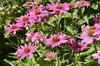 Stauden Gänge 3 x Echinacea purpurea ‚PowWow Wild Berry' - Produktbild-Vorschau 5