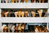 BeWooden-Frauen hölzerne Fliege Für ein black Produktbild-Vorschau 5