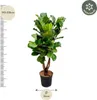 Ficus Lyrata Geigen Feige 200cm Ø32cm pflegeleicht Produktbild-Vorschau 3