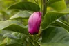 Magnolia 'Black Tulip', Magnolie, dunkelrot, 60–80 cm Produktbild-Vorschau 2