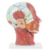 Medizinisches Kopfmodell, Anatomisches Kopfmodell, Produktbild-Vorschau 7