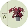 Blutblatt - 2 Stk - Iresine herbstii - Höhe 20-30cm - ⌀13cm Produktbild-Vorschau 2