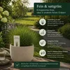 Kurzauslaufender Rotschwingel festuca rubra trichophylla Produktbild-Vorschau 5