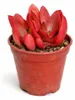 Crassula capitella "Campfire" - plante grasse brûlante - Voir les images du produit 2