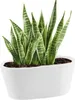A snake plant in a white oval pot. Podgląd zdjęcia produktu