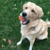 Chuckit! TENNIS BALL set di 4 palline da tennis per cani M Anteprima dell’immagine prodotto 6