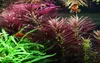 Aquarium Pflanze Limnophila hippuridoides AquaOne Nr.047C Produktbild-Vorschau 1