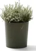 A potted plant in a textured pot. Náhled obrázku produktu