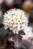 Physocarpus opulifolius 'Diabolo' -R-, Blasenspiere, Produktbild-Vorschau 6