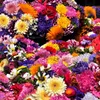 Strohblumen Gefüllte Mischung Samen - Helichrysum Produktbild-Vorschau 6