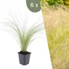 Plants by Frank | 6 Plantes d'herbe à plumes | Stipa Voir les images du produit 1