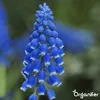 100 cibuliek Muscari Armeniacum (XXL veľkosť cibule 9/10 Náhľad obrázku produktu 5