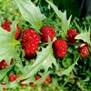 Erdbeerspinat  Samen - Chenopodium foliosum - Produktbild-Vorschau 5