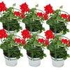 Geranien hängend - Pelargonium peltatum - 12cm Topf - Set Produktbild-Vorschau 1