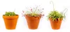 Gardners Drosera mix, priemer 9 cm Náhľad obrázku produktu 1