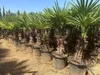 Palme Trachycarpus Fortunei – Hanfpalme Höhe ca. 160 cm, Produktbild-Vorschau 7