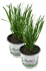 Enseleits 2er Set Schnittknoblauch,Allium tuberosum, Produktbild-Vorschau 1