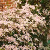 Clematis montana 'Rubens', Berg-Waldrebe, rosa Blüten, Produktbild-Vorschau 9