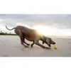 Waboba Dog Fetch giocattolo per cani 1s Anteprima dell’immagine prodotto 10