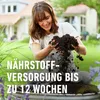 COMPO SANA® Grünpflanzen- und Palmenerde - 40 Liter Produktbild-Vorschau 5