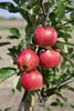 Malus 'Elstar', Apfelbaum, 40 cm Stammhöhe Produktbild-Vorschau 12