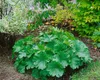 Darmera peltata, Schildblatt, ca. 11x11 cm Topf, dekorative Produktbild-Vorschau 2