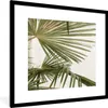 MuchoWow® Gerahmtes Poster Palme - Himmel - Blätter 40x40 Produktbild-Vorschau 1