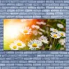 Glasbilder 140x70 Wandbild Druck auf Glas Gänseblümchen Produktbild-Vorschau 2