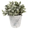 A potted plant with green leaves in a textured white and blue pot, isolated on a white background. Podgląd zdjęcia produktu