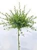 Ceanothus Impressus vrece kvet " Victoria " štandardná Náhľad obrázku produktu 1