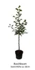 Apfelbaum `Karneval´  - 120-140cm im 10L-Topf Produktbild-Vorschau 2