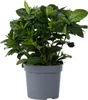 Gardenia jaśminowata - Gardenia jasminoides - Wysokość Podgląd zdjęcia produktu 1