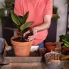 A person is repotting a plant. Produktbild-Vorschau