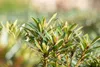 Rhododendron Hybride Graziella 30-40 cm, im Topf, immergrün Produktbild-Vorschau 4
