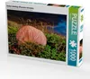 CALVENDO Puzzle Austern-Seitlings (Pleurotus ostreatus) | Produktbild-Vorschau 2