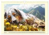 Australian Shepherd. Wanderfreude auf Pfoten im Bergsommer Produktbild-Vorschau 8