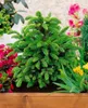 Picea abies 'Will's Zwerg', Fichte, kompakt, 50–60 cm Produktbild-Vorschau 10