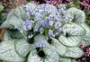 Stauden Gänge 1 x Brunnera macrophylla 'Jack Frost‘ im 1 Produktbild-Vorschau 3