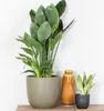 Bloomique - Strelitzia Reginae - Roślina rajskiego ptaka - Podgląd zdjęcia produktu 3