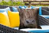 MuchoWow® Outdoor Kissen - Schottisches Hochlandrind - Produktbild-Vorschau 4