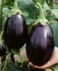 Aubergine Samen Schwarze Schönheit Lila Birne Der Liebe 1G Produktbild-Vorschau 22
