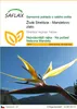 SAFLAX - Žlutá Strelitzia - Mandelovo zlato - Strelitzia Náhled obrázku produktu 1
