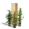 Ficus Benjamina Danielle - Ø21cm - ↕95cm + Ficus Benjamina Produktbild-Vorschau 4