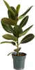 Bloomique - Ficus Elastica Robusta - Gummibaum - Produktbild-Vorschau 1