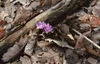Hepatica nobilis, Leberblümchen, ca. 9x9 cm Topf, blau Produktbild-Vorschau 2
