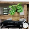 Bloomique - Maranta Variegata - Gebetspflanze - Produktbild-Vorschau 2